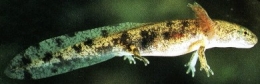 Salamandre_larve7-1.jpg