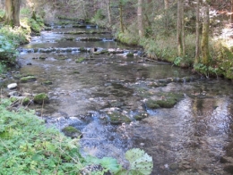 lacs,jura,limnologie,poissons,lac de saint-point,lac de remoray,lac de chalain,lac d'ilay,lac de la motte,lac du petit-maclu,lac du grand-maclu,lac de bonlieu,lacs de clairvaux les lacs