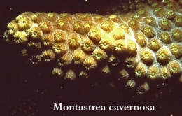 049Montastrea cavernosa2-1.jpg