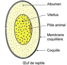 reptiles,sauriens,lacertidés,lézard ocellé