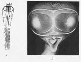 Fig-2-450.jpg