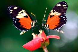 1-pollinisateurs-film-pollen-1.jpg