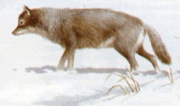 loup-scandinave-1.jpg