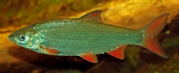 Chondrostoma_nasus2-1.jpg