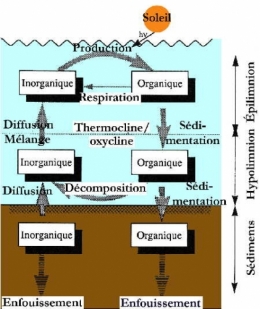 5.lacs-cycle matière organique_19-1.jpg