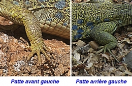 reptiles,sauriens,lacertidés,lézard ocellé