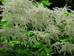 Barbe de bouc, Reine des bois (Aruncus dioicus)_101.jpg