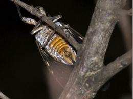 insectes,homoptères,cigale,cicadidés,cicadidae