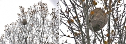 espèces invasives,frelon asiatique,abeilles,piègeage,dioxyde de soufre