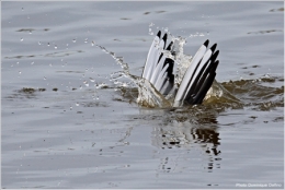 Mouette-rieuse-450.jpg