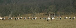 cigognes-Amagney-27-02-12-1.jpg