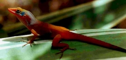Anolis_wattsi_m-1.jpg