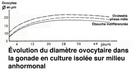 Fig_L_diamètre ovocytaire_culture1.jpg