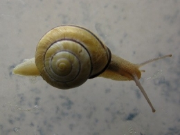 Cepaea_nemoralis10-1.jpg