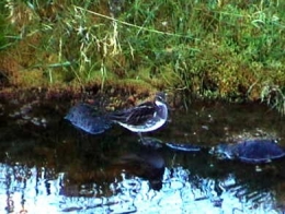 Phalarope1.jpg