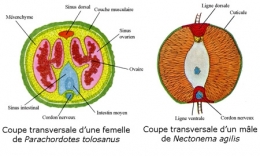 Gordiens-coupes-transversales-couleur-450.jpg