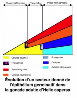 Fig_H_Secteur_gonade_adulte1.jpg