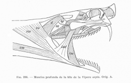 Vipera-aspis-blog.jpg