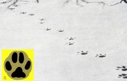 lynx,jura,franche-comté,raydelet,biodiversité,prédateurs,loup-cervier,felis lynx