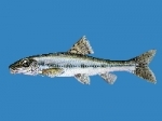 Goujon1_logo.jpg