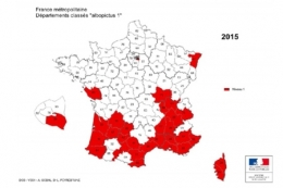 moustique-tigre,aedes albopictus,dengue,chikungunya,zika,hugo jalinière,sciences et avenir