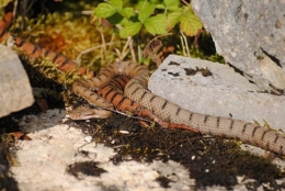 vipère aspic,vipera aspis,ophidiens de france,serpents,serpents venimeux