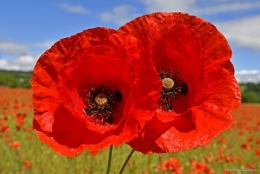 Coquelicots_02-450.jpg