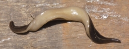 espèces invasives