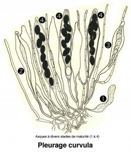 Champignons_coprophiles_042-11.jpg