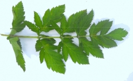 Panais sauvage Pastinaca-sativa_04-450.jpg