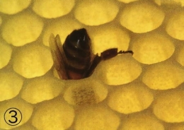 abeilles,pathologie des abeilles,nosema,gaucho