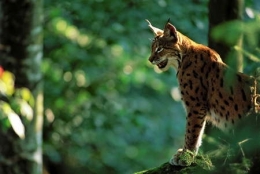 lynx,athenas,jura,franche-comté,