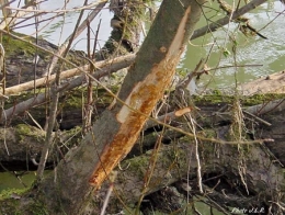 castor fiber,castor canadensis,bièvre,pascal juif