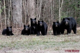 Ours-noirs+25_04_2008-450.jpg