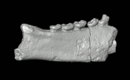 Fragment-de-mâchoire-de-Propotto-©-Duke-SMIF-450.jpg