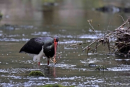 cigogne noire,dominique delfino,photographe naturaliste et animalier