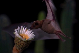 9-chauve-souris-1.jpg
