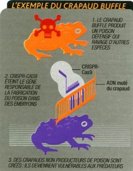 Crisp_024-Exemple-du-crapaud-buffle-450.jpg