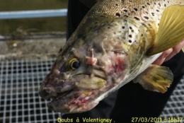 poissons,maladies,pathologie des poissons,doubs,doubs-franco-suisse,montbéliard