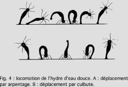 Cnidairesfig41.jpg