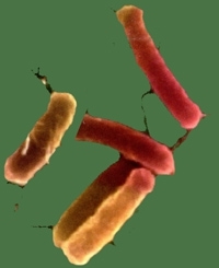 3-Bactéries-intestinales-200.jpg