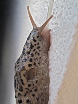 limax maximus,limace léopard,andré guyard