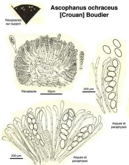 Champignons_coprophiles_028-11.jpg