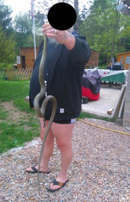 couleuvre verte et jaune,hierophis viridiflavus,serpents non venimeux,ophidiens