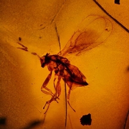 1-Trichogrammatidae-1.jpg