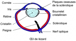 reptiles,sauriens,lacertidés,lézard ocellé