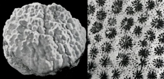 042_Porites-astreoides_03-1.jpg