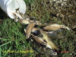 poissons,maladies,pathologie des poissons,doubs,doubs-franco-suisse,montbéliard