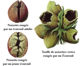 zoologie,mammifères,rongeurs,sciuridés