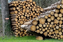 Pile de bois_02-450.jpg